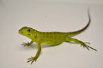 Baby Banana Spiny Tailed Iguana