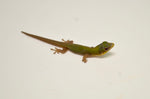 Hawaiian Blue Gold Dust Day Gecko