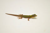 Hawaiian Blue Gold Dust Day Gecko