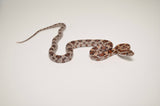Baby Normal Cornsnake