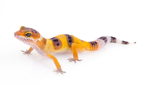 Baby Tangerine Leopard Gecko
