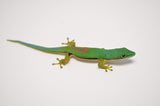 Lined Day Gecko