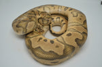 Pastel Clown Pos het Pied Ball Python