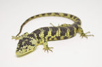 Bromeliad Alligator Lizard (Abronia taeniata)