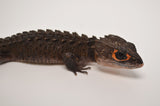 Red Eyed Crocodile Skink