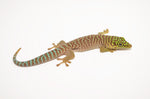 Standings Day Gecko